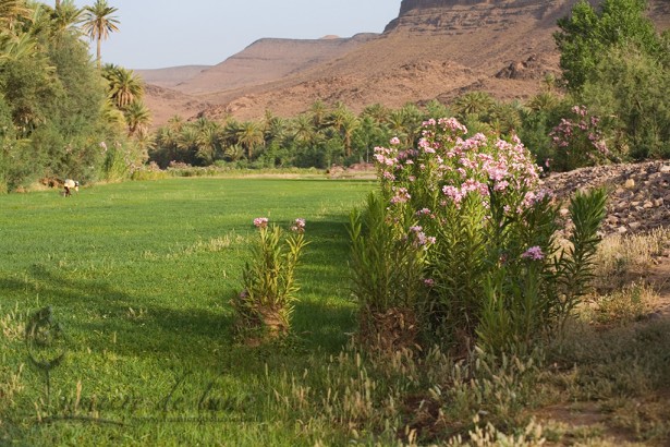 L'Oasis de Fint