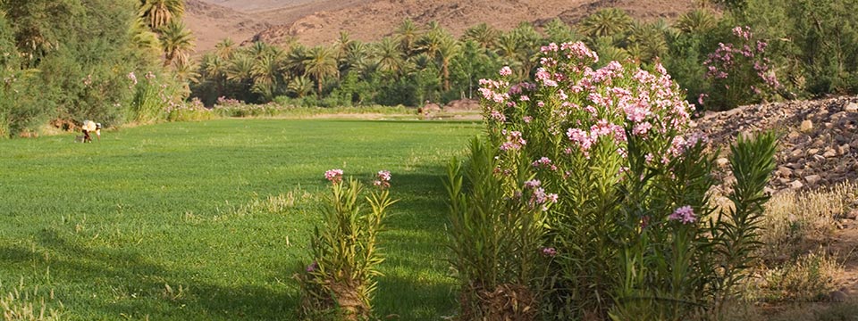 L'Oasis de Fint